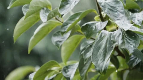 Water drops cascade from green leaves during heavy rain Stock Footage 79713552