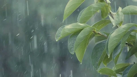Water drops cascade from green leaves during heavy rain Stock Footage 79713936