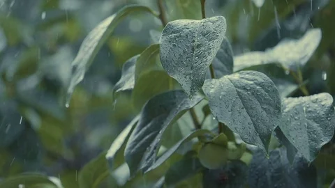 Water drops cascade from green leaves during heavy rain Stock Footage 79713947