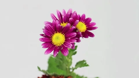 Water drops on chrysanthemum Stockbeeldmateriaal 66429057