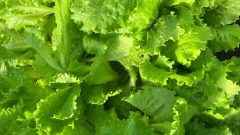 Water drops close-up macro on fresh lettuce leaves texture. Stock Footage 231284685