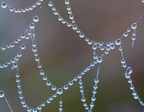 Water drops on cobweb Stock Photos
