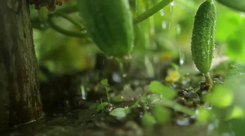 Water drops on cucumbers Video stock 66431356