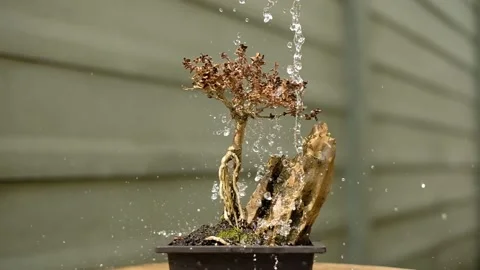 Water Drops dead Bonsai Stock Footage 221688797