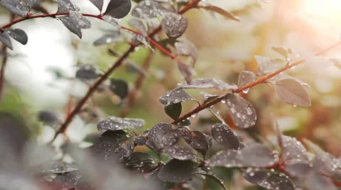 Water Drops, Dew Stock Footage 24753813