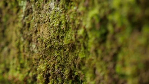 Water Drops Down From Moss Streaks of Pure Water Flows by Piece of Rock Fresh Stock Footage 71633729