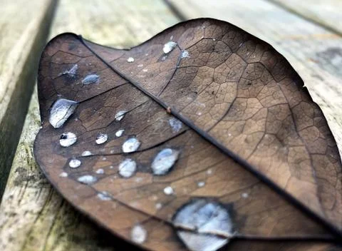 Water drops on dried leaf Stock Photos