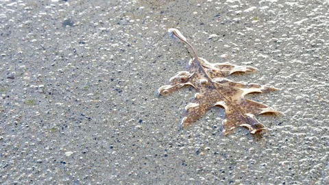 Water drops dripping on dead oak leaf on concrete sidewalk. Stock Footage 106545012