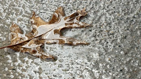 Water drops dripping on dead oak leaf on concrete sidewalk. Stock Footage 106545036