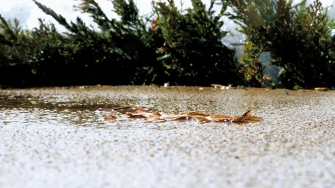 Water drops dripping on dead oak leaf on concrete sidewalk. Stock Footage 106789658