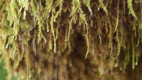 Water drops dripping down a plant near the limestone cave (ProRes422) Stock Footage 75779710