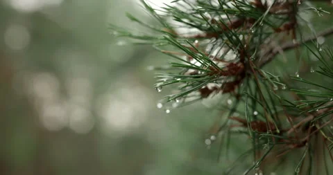 Water drops dripping from green pine needles with audio included Stock Footage 340846085