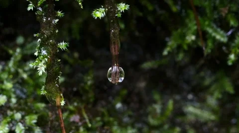 Water Drops Dripping off of Moss Stock Footage 49860708