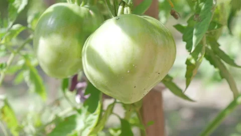 Water Drops Dripping On Tomatoes Stock-Footage 137416281