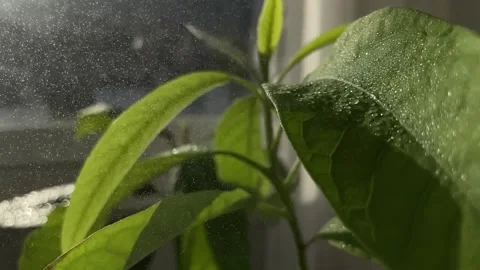 Water drops fall on avocado leaves, watering house plants in slow motion Stock Footage 266985702