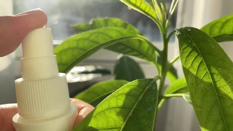 Water drops fall on avocado leaves, watering house plants in slow motion Stock Footage 266985780