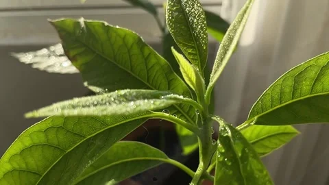 Water drops fall on avocado leaves, watering house plants in slow motion Stock Footage 266985809