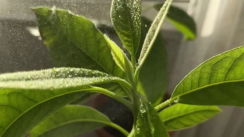 Water drops fall on avocado leaves, watering house plants in slow motion Stock Footage 266985835