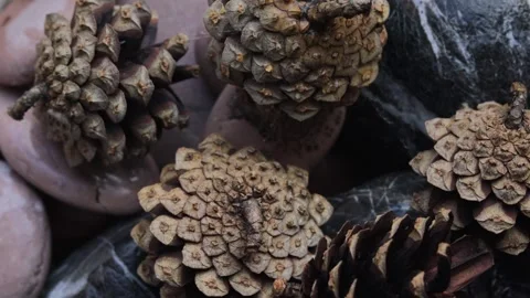 Water drops fall on brown cones, cones glisten with moisture and detail, co.. Stock Footage 320736389