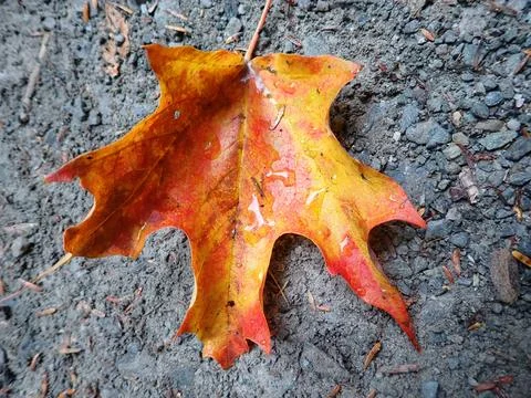 Water drops on fall colors maple leaf on asphalt surface Stock Photos