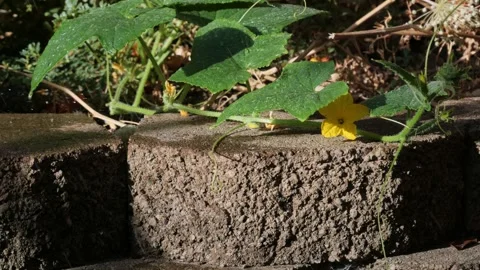 Water drops fall onto a flowering squash vine growing over concrete blocks 動画素材 347940452