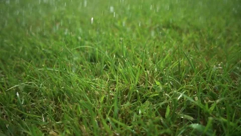 Water drops fall on the grass. Watering and rain Stock Footage 80321597
