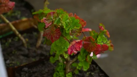 Water drops fall on the green leaves . Stock Footage 169201020