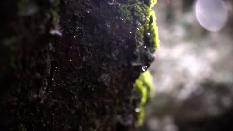 Water drops fall from moss on a rock close up view in slow motion Vídeos de archivo 231479938