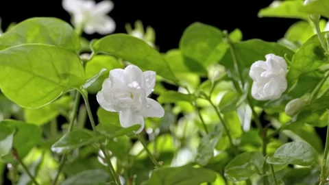Water drops fall from the petals of white jasmine flowers onto the leaves Stock Footage 318071947