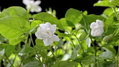 Water drops fall on the petals of white jasmine flowers Stockbeeldmateriaal 318071960