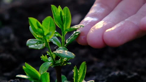 Water drops fall on a small plant, slow motion Stock Footage 153461155