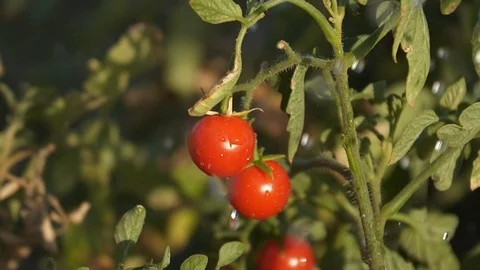 Water drops fall the tomatoes bush with a berries Slow motion Stock Footage 104904467