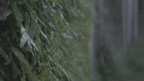 Water drops fall on wild leaves Stock Footage 226954475