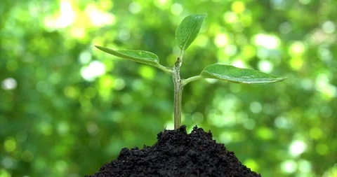 Water drops fall on young sprout which growing on hill of soil on green Video stock 127747947