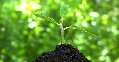Water drops fall on young sprout which growing on hill of ground Stock Footage 127747964
