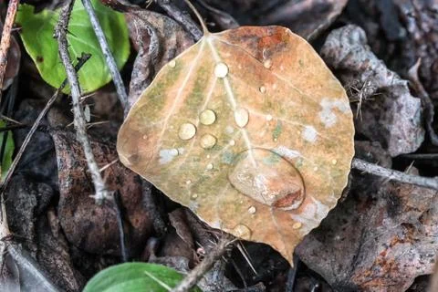 Water drops on a fallen leaf Stock Photos