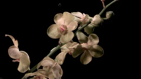 Water drops falling on bloomed orchids against black background in slow motion Stock Footage 81231313