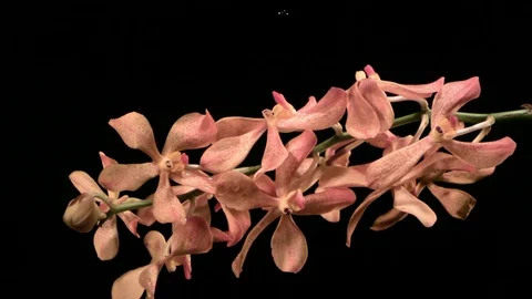 Water drops falling on bloomed orchids against black background in slow motion Stock Footage 81311172