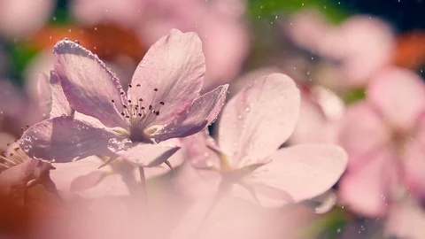 Water drops falling on blooming pink apple branch in slow motion. Extreme macro 库存影片 124053684