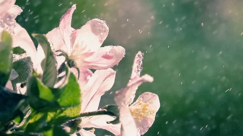 Water drops falling on blooming pink apple tree branch at sunny weather. Видео 124054597