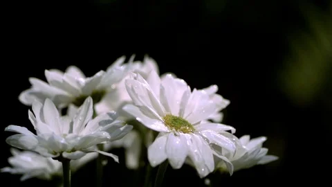Water drops falling on the blossomed white flower in slow motion Stock Footage 81230366