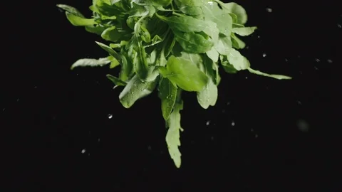 Water Drops Falling From A Bunch Of Fresh Arugula On A Black Background Vídeo Stock 113320791