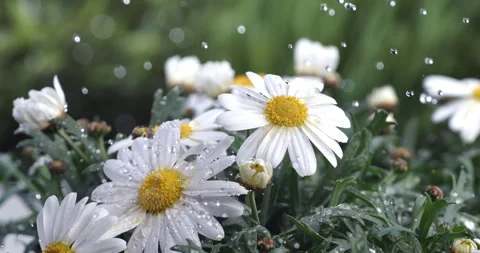 Water drops falling on daisy flower plant while it's raining Stock Footage 268803186