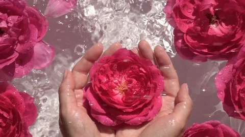 Water drops falling on delicate red rose in woman hands. Vídeo Stock 111419854