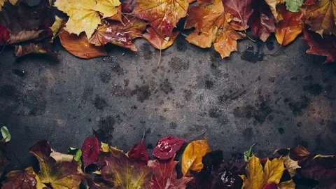 Water drops falling down on Autumn leaves Stock Footage 197840057