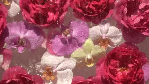 Water drops falling down on romantic roses and orchids flowers Vídeo Stock 116965923