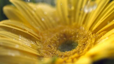 Water drops falling on flower, slow motion Stock Footage 61664120