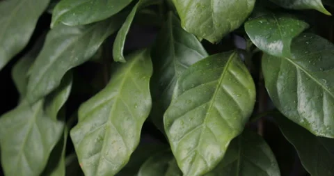 Water Drops Falling on Fresh Basil Video stock 129565185