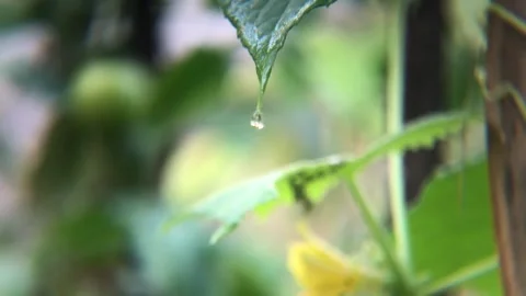 Water drops falling from fresh green leaves on blurred agricultural Stock Footage 287939159