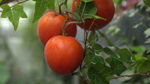 Water drops falling on fresh tomato in greenhouse, organic agriculture, farming Vidéo 119295147